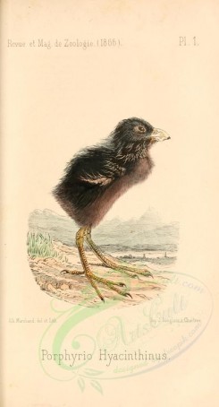 nestlings-00280 - Great Purple Gallinule [1777x3291]
