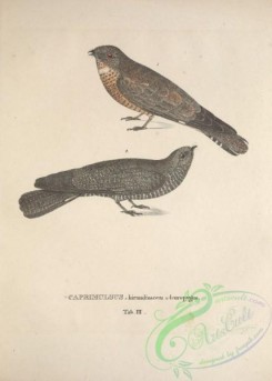 nightjars-00053 - Pygmy Nightjar, caprimulgus hirundinaceus, Band-tailed Nighthawk, caprimulgus leucopygus
