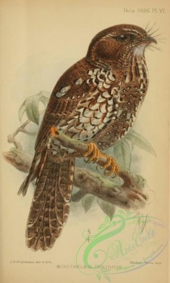 nightjars-00092 - Feline Owlet-Nightjar, aegotheles insignis