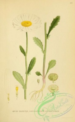 nordens_flora-00065 - chrysanthemum leucanthemum