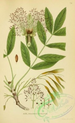 nordens_flora-00102 - fraxinus excelsior