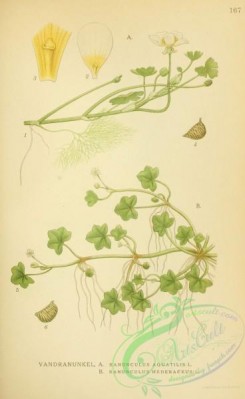 nordens_flora-00205 - ranunculus aquatilis, ranunculus hederaceus
