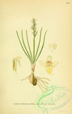 nordens_flora-00328 - chamorchis alpinus
