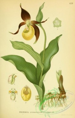 nordens_flora-00340 - cypripedium calceolus