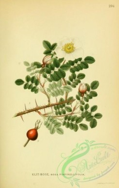 nordens_flora-00458 - rosa pimpinellifolia