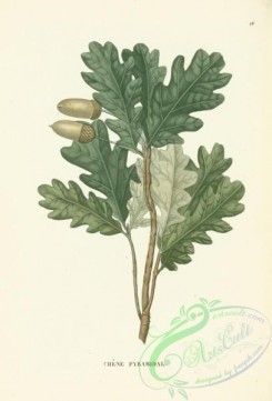 oak_quercus-00006 - quercus fastigiata [3472x5110]