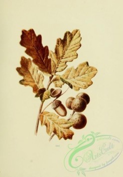 oak_quercus-00016 - Oak, quercus robur [1914x2763]