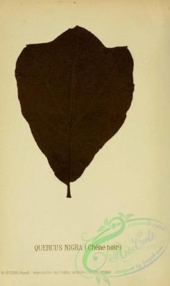 oak_quercus-00041 - quercus nigra [2351x3949]