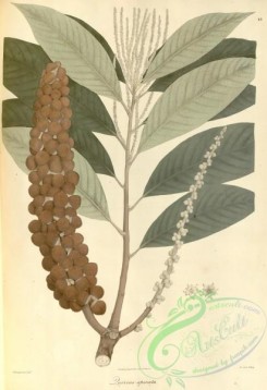 oak_quercus-00070 - quercus spicata [3989x5821]