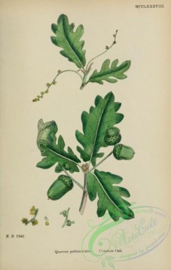 oak_quercus-00141 - Common Oak, quercus pedunculata [1725x2716]
