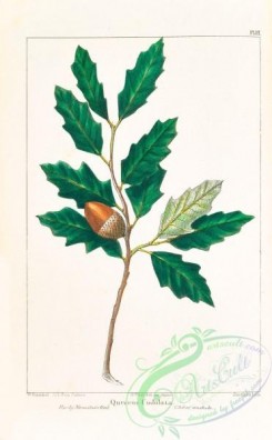oak_quercus-00171 - Rocky Mountain Oak, quercus undulata [3294x5324]
