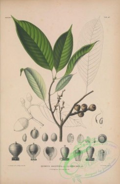 oak_quercus-00173 - quercus argentata, quercus oidocarpa [3440x5261]