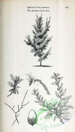 oak_quercus-00193 - Austrian Cerris Oak [2407x4197]