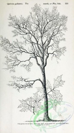 oak_quercus-00220 - Marsh or Pin Oak, 2 [2348x4202]