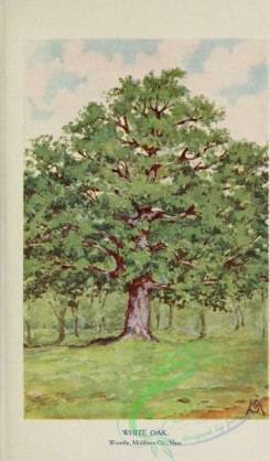 oak_quercus-00262 - White Oak [1750x2976]