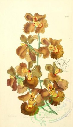 oncidium-00063 - 1920-oncidium crispum, Curled-flowered Oncidium