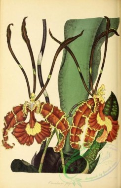 oncidium-00264 - Butterfly-plant, oncidium papilio