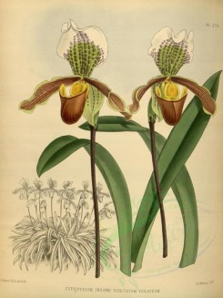 orchids-02179 - cypripedium insigne punctatum violaceum [3303x4407]