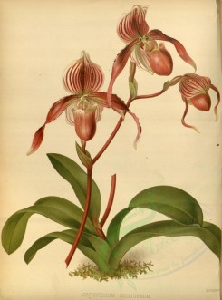 orchids-02180 - cypripedium selligerum [3337x4511]