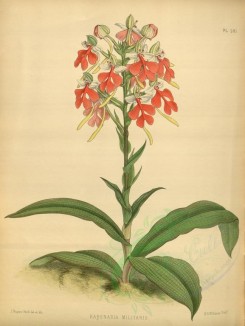 orchids-02186 - habenaria militaris [3387x4505]
