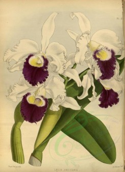 orchids-02187 - laelia amesiana [3300x4529]