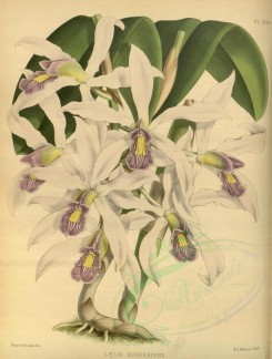 orchids-02191 - laelia superbiens [3351x4426]