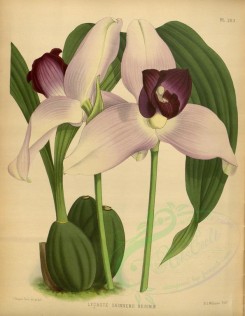 orchids-02194 - lycaste skinnerii reginae [3483x4491]