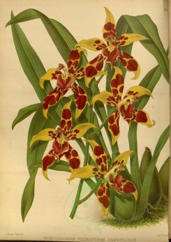 orchids-02203 - odontoglossum polyxanthum grandiflorum [3260x4606]