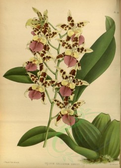 orchids-02205 - oncidium stelligerum ernesti [3241x4486]