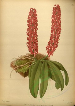 orchids-02209 - saccolabium hendersonianum [3285x4629]