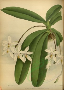 orchids-02212 - thrixspermum unguilculatum [3263x4590]