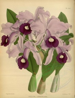 orchids-02444 - cattleya lawrenciana [3452x4499]