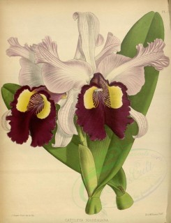 orchids-02445 - cattleya massaiana [3432x4481]