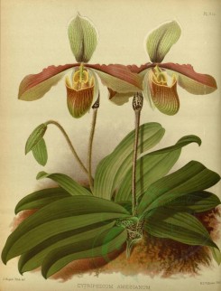 orchids-02448 - cypripedium amesianum [3493x4590]