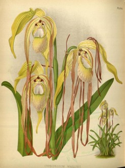 orchids-02452 - cypripedium wallisii [3491x4671]