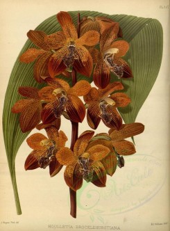 orchids-02457 - houlletia brocklehurstiana [3373x4561]