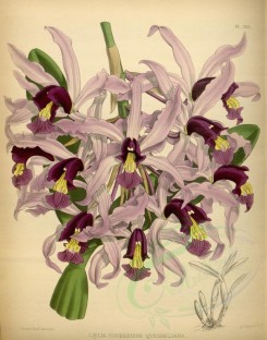 orchids-02461 - laelia superbiens quesneliana [3560x4523]