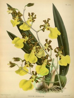orchids-02474 - oncidium splendidum [3359x4483]