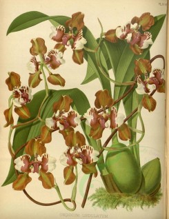 orchids-02475 - oncidium undulatum [3467x4499]