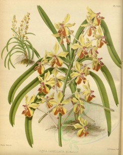 orchids-02480 - vanda lamellata boxallii [3549x4465]