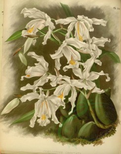 orchids-02590 - coelogyne cristata [3617x4605]