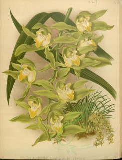orchids-02591 - cymbidium lowianum viride [3616x4726]