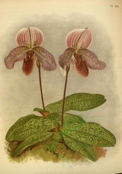 orchids-02596 - cypripedium gratrixianum [3226x4611]