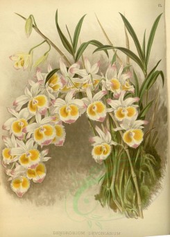 orchids-02601 - dendrobium devonianum [3292x4583]