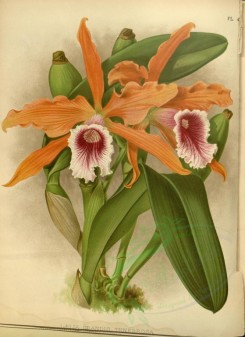 orchids-02603 - laelia grandis tenebrosa [3437x4714]