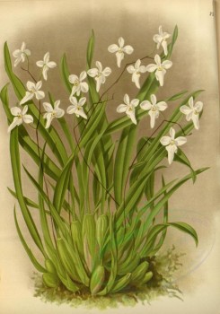 orchids-02611 - odontoglossum retusum [3236x4621]