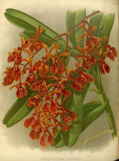 orchids-02618 - renanthera storiei [3397x4602]