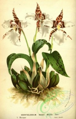 orchids-04212 - odontoglossum rossii majus [2257x3482]