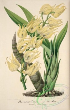orchids-04276 - mormodes pardini unicolor [4066x6346]