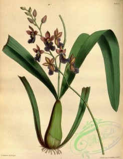 orchids-04301 - Hooded Oncid, oncidium cucullatum [2908x3761]